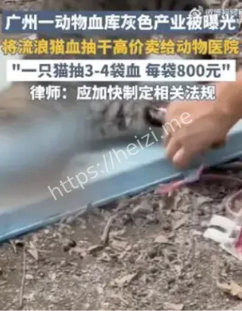 博主狸花猫抽血视频下架